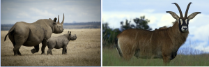 Black rhino and roan antelope