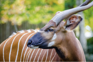 A bongo looking away from the camera. Image credit: Matthias Appel
