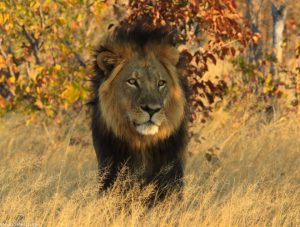 A male lion Image credit: Nehmimba Lodge, Zimbabwe