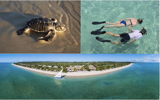 A mosaic of images of a baby turtle, snorkellers and an island.
