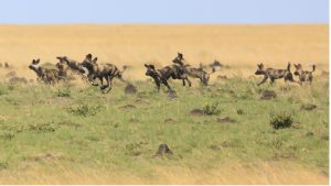 Wild dogs at King Lewanika Lodge, Liuwa Plain