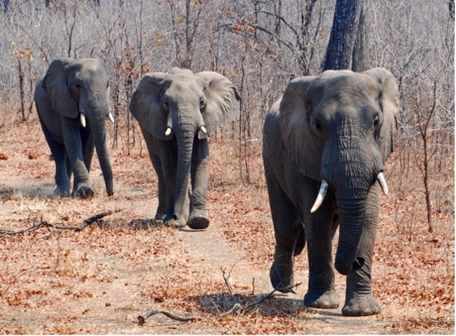 Elephants at Mvuu Wilderness Lodge, Liwonde