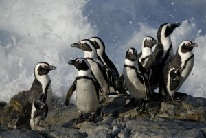 African Penguins, De Hoop Opstal.