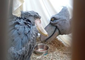 A young shoebill stork being fed by a puppet. Image Credit: Maggie Hirschauer