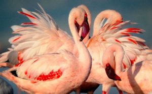 A flamboyance of flamingos. Image credit: Nomad Africa.