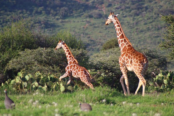 Reticulated giraffe in Loisaba