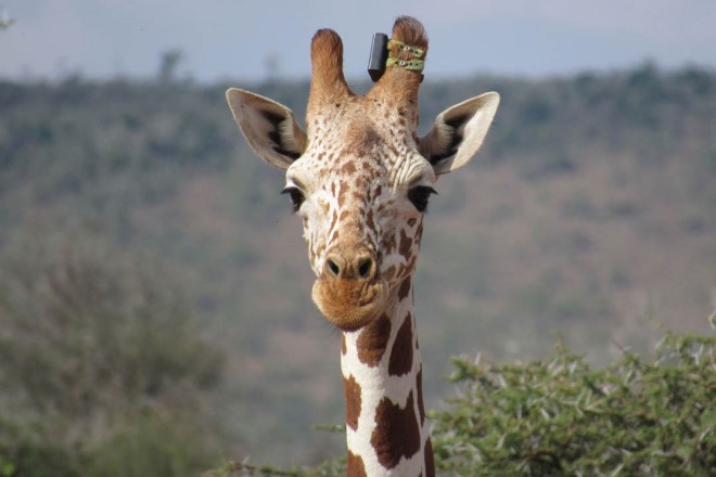 A 'collared' giraffe in Loisaba
