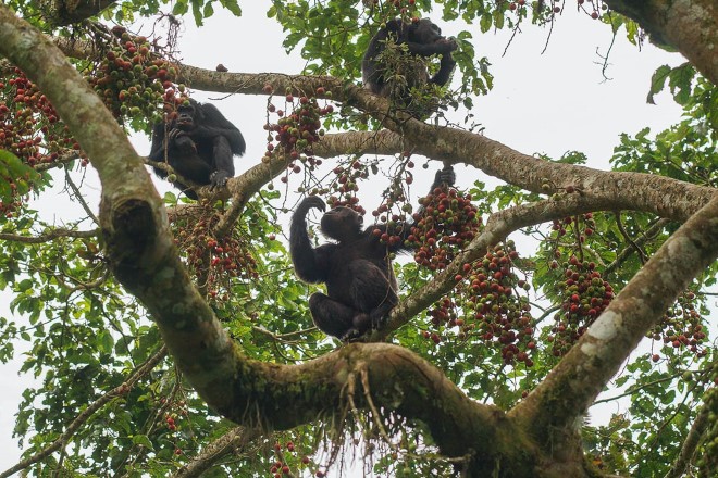 black and white colobus monkeys