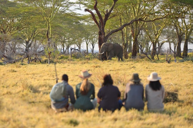 namiri plains walking with elephants