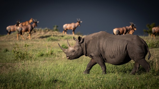 Black Rhino, Nomad Africa.