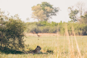 A lioness resting in the shade at Karangoma. Image Credit: Karangoma - Melanie van Zyl