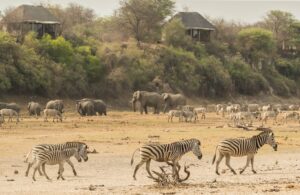 Zebras and other wildlife in a dry river bed at Leroo La Tau