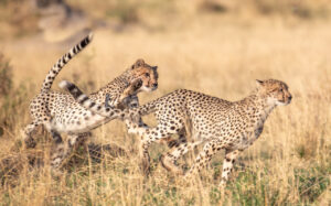 Two young cheetahs chasing each other
