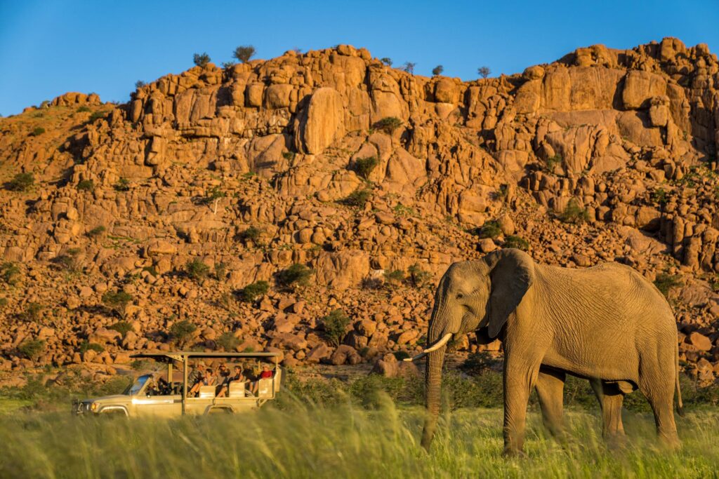 Desert-adapted elephant in Damaraland, Namibia