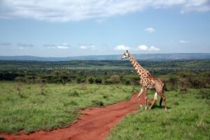 A giraffe at Akagera National Park, Rwanda - courtesy of Will Whitford