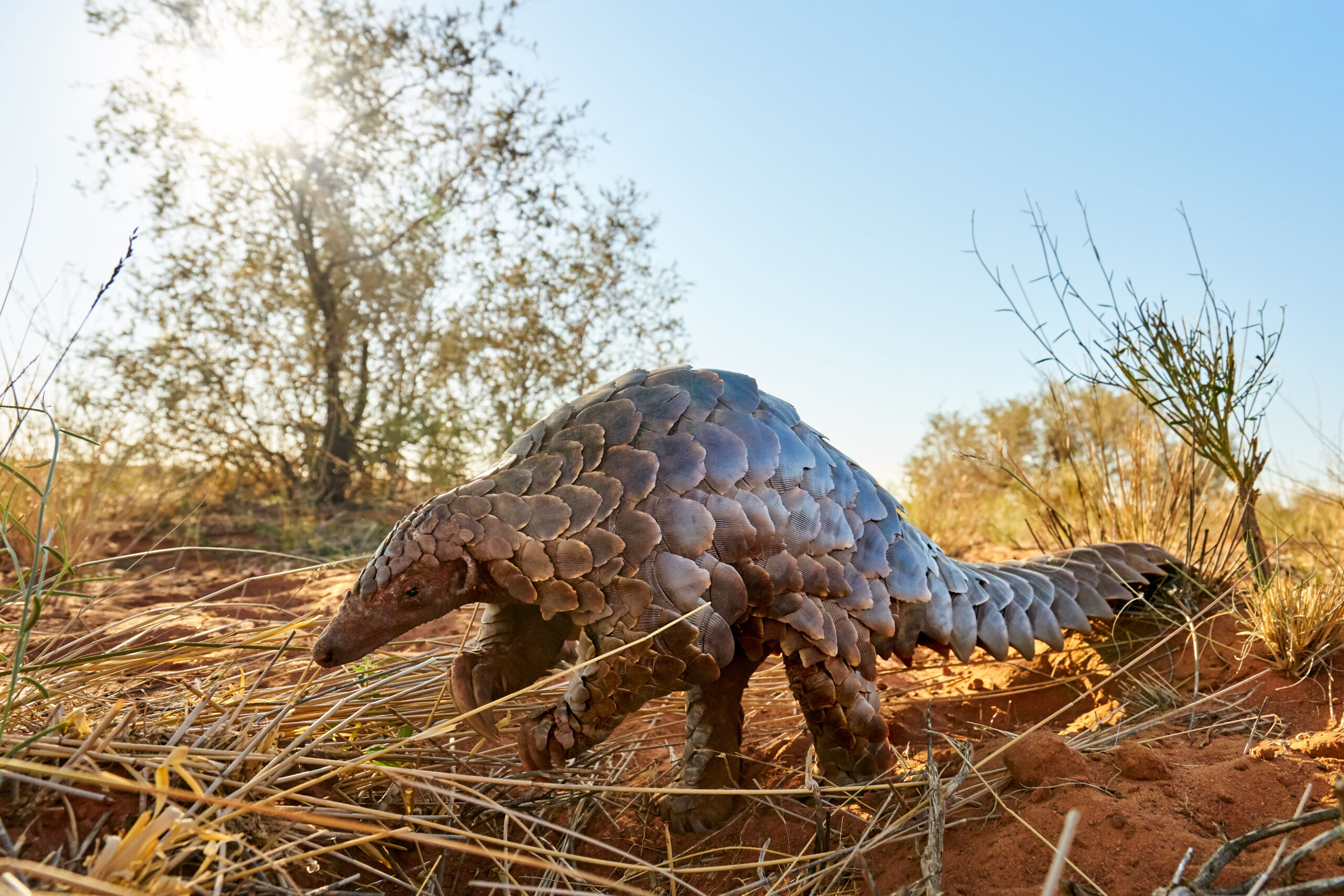 A pangolin