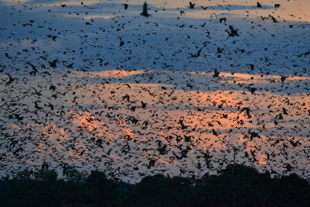 Bat migration in Kasanka National Park, Zambia. Wasa Lodge
