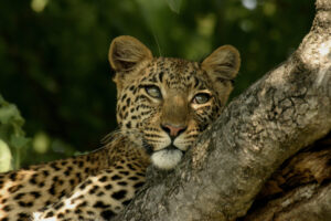 Leopard in a tree at Mivumo River Lodge, Nyerere National Park, Tanzania
