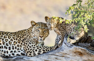 Two leopards at Okonjima Bush Camp