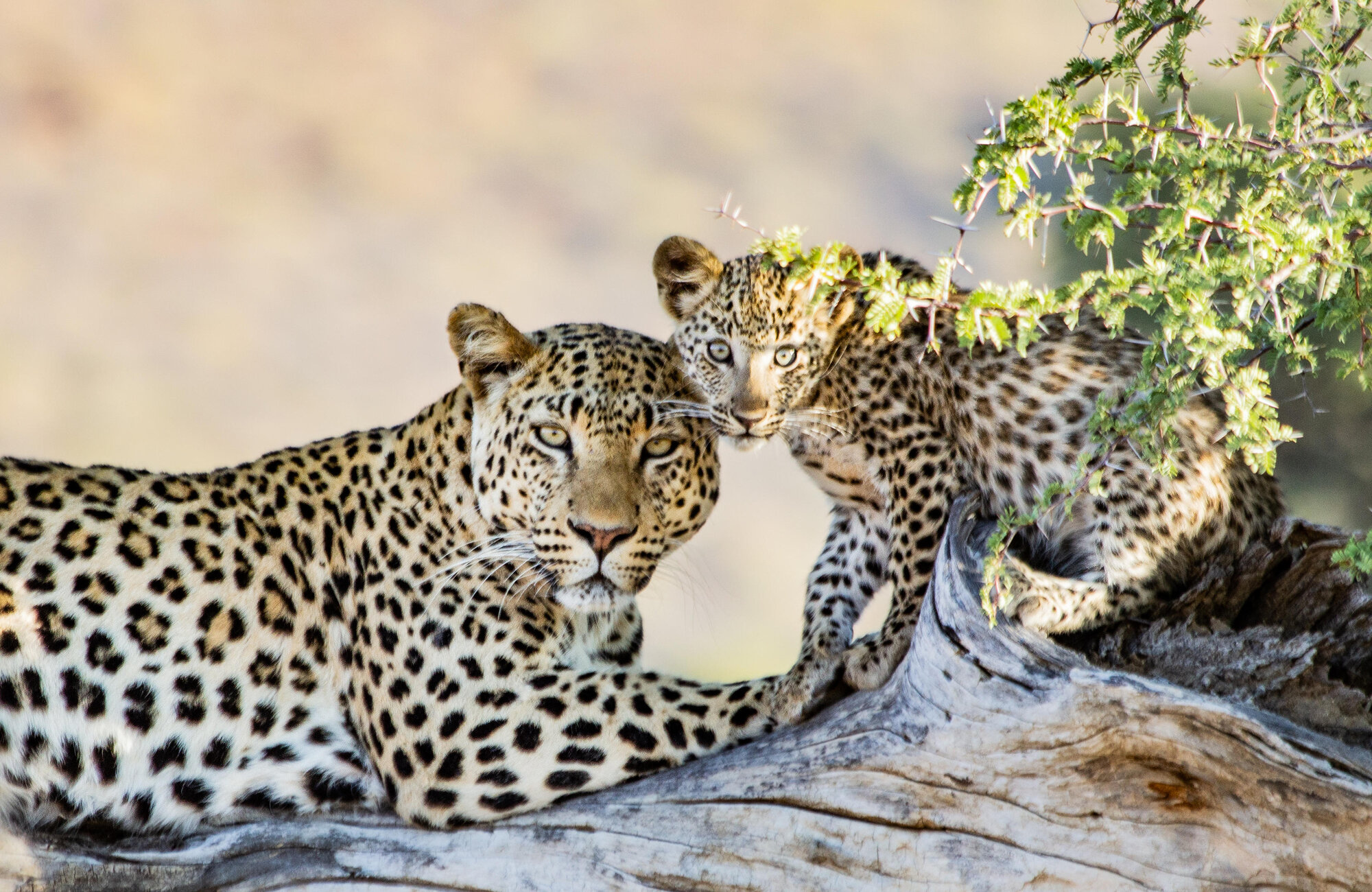 Two leopards at Okonjima Bush Camp