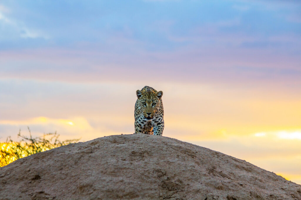 A leopard on rocks at Okonjima Plains Camp