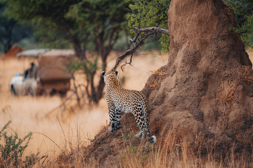 A leopard observing a 4WD vehicle at Okonjima Villa.