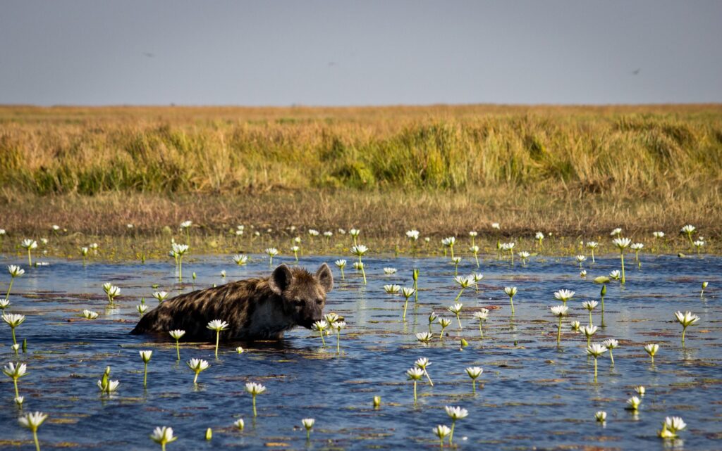 Hyena in the water of Liuwa Plain National Park