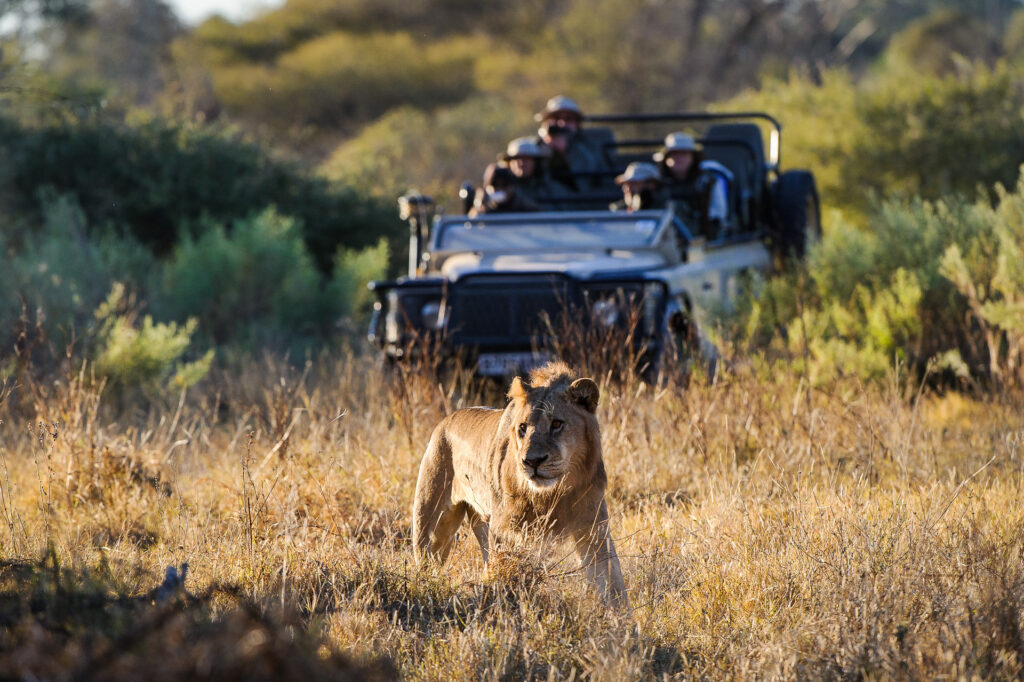 Safari group at Mombo Camp, Moremi Game Reserve in Botswana, photographing a lion in the foreground