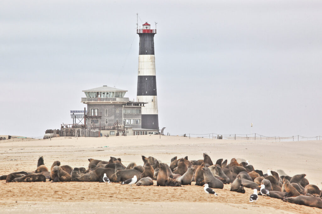 Pelican Point Lodge with seals on the beach