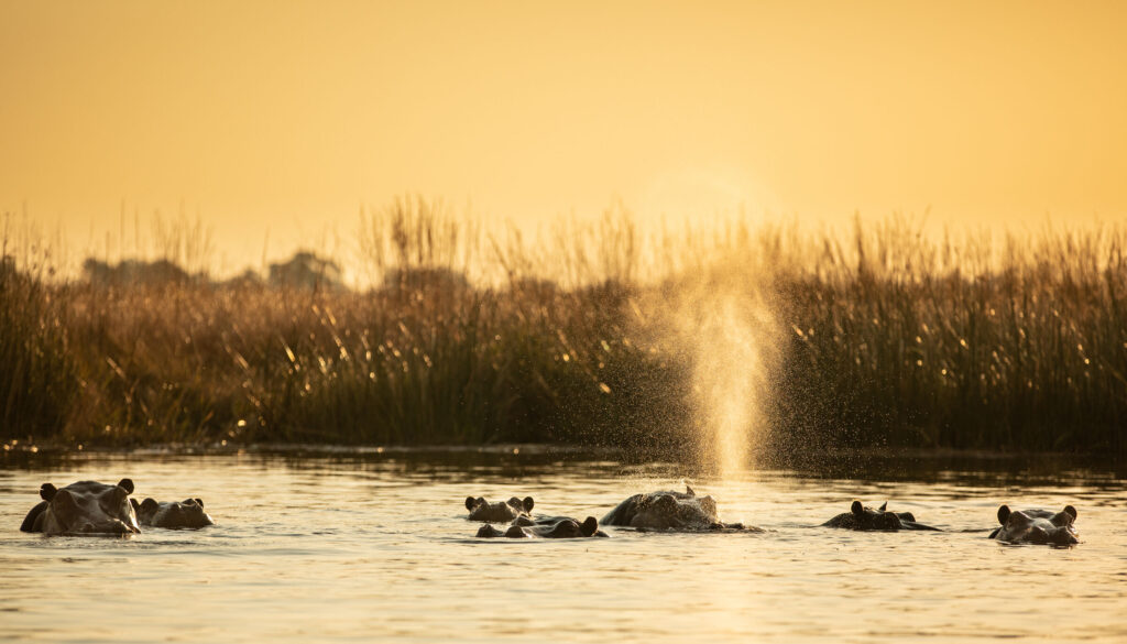 Hippos in the Okavango Delta, near to Selinda Camp