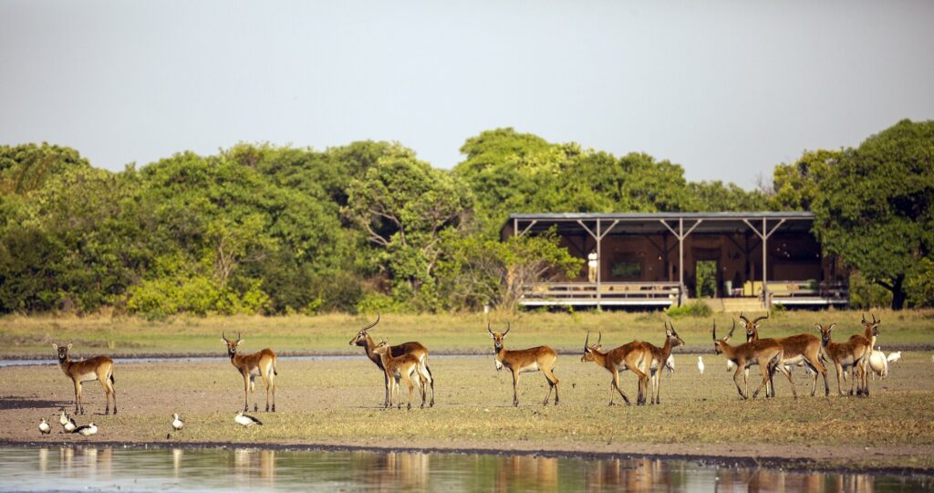 View of Shoebill Island Camp