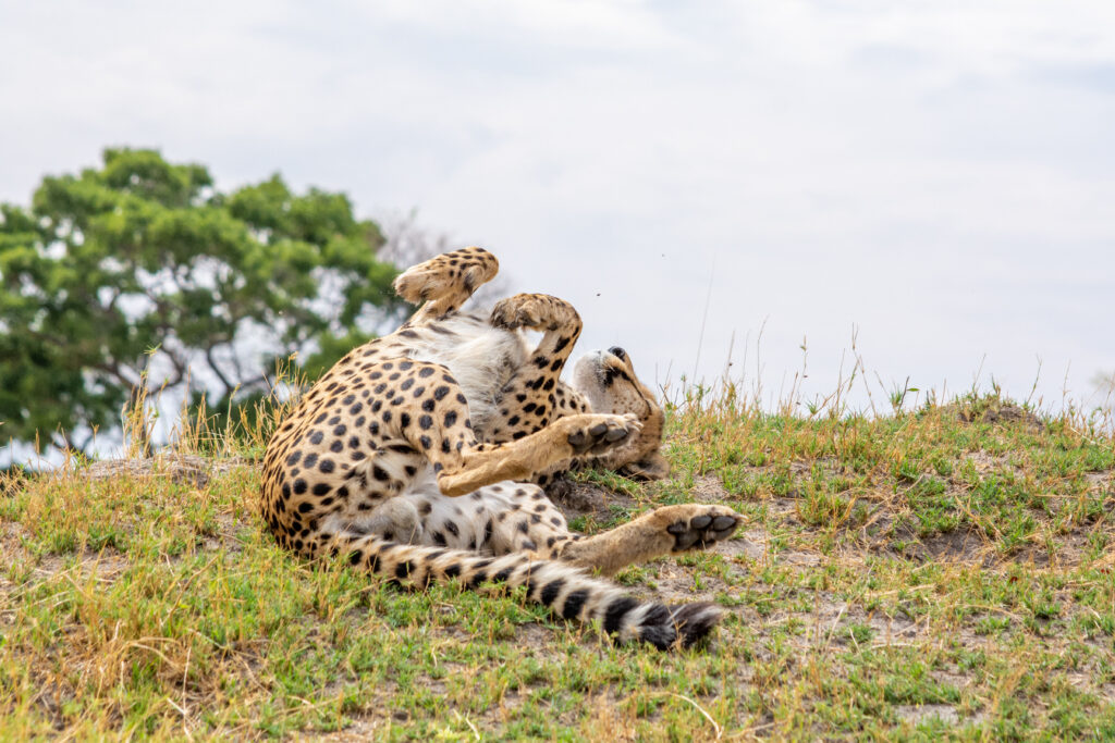 Close-up of wildlife at Splash Camp in Botswana