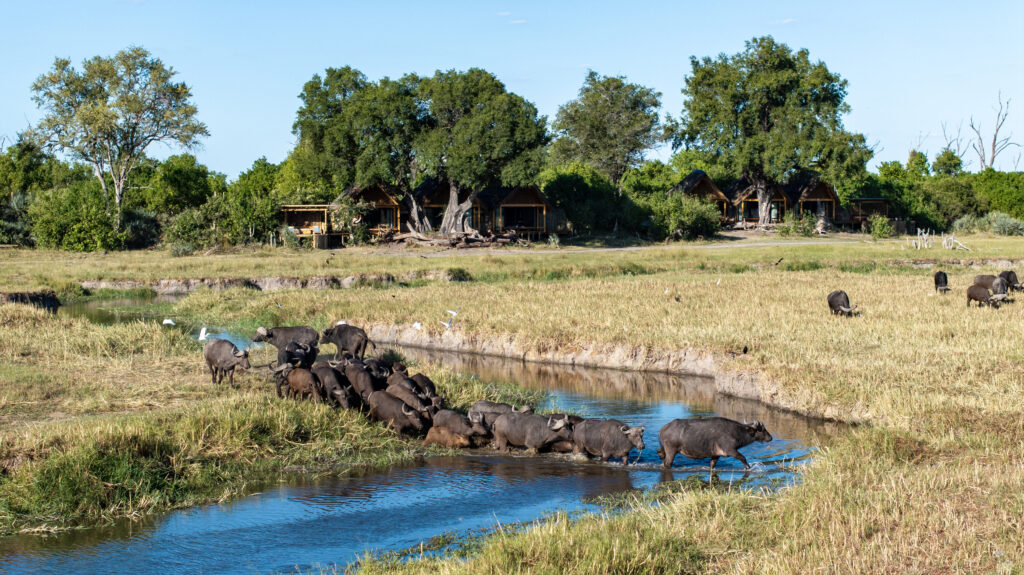 Wildlife crossing outside Tawana in Botswana
