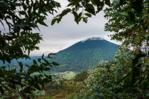 Volcanoes National Park, Rwanda