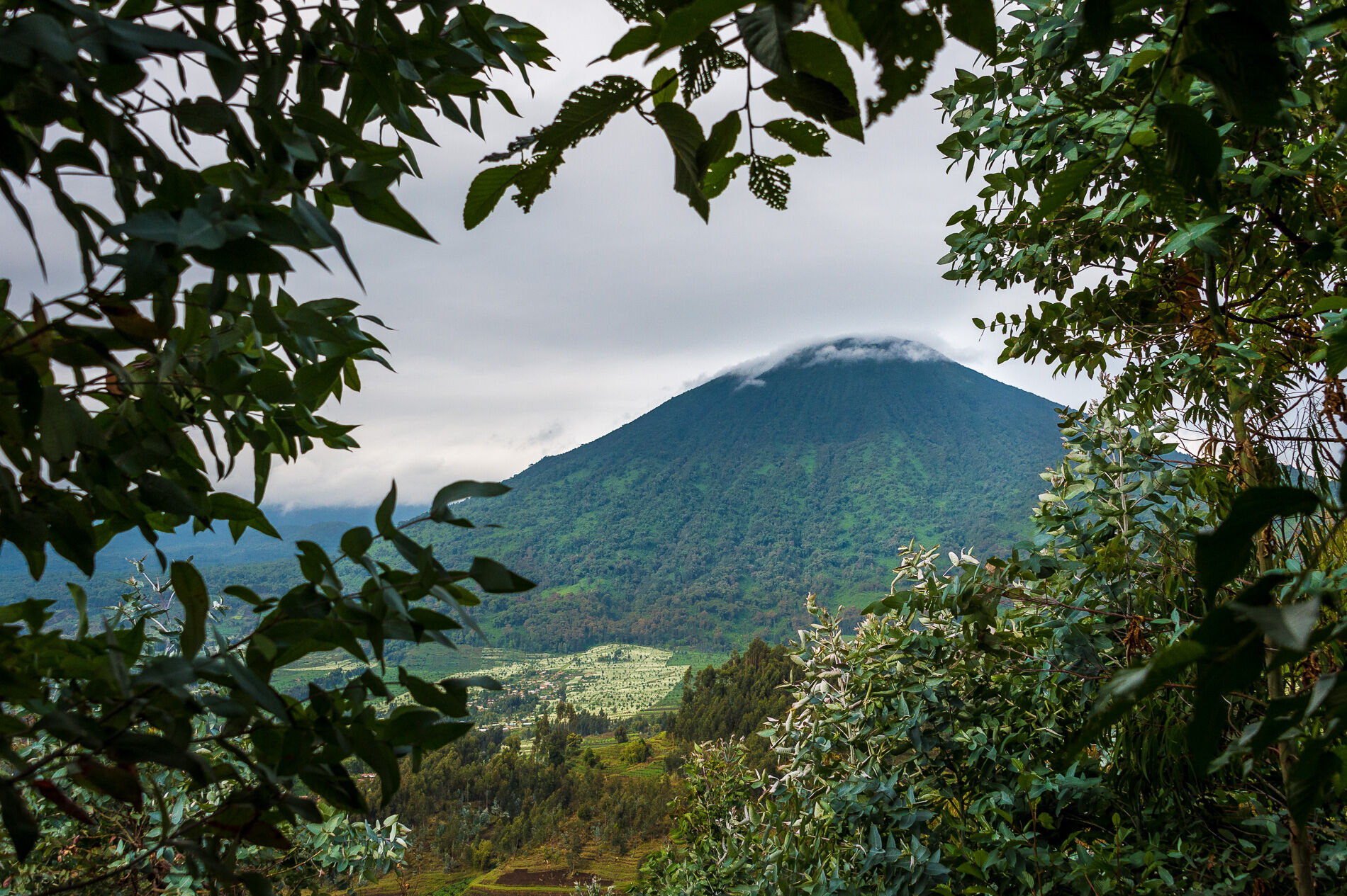 Volcanoes National Park, Rwanda