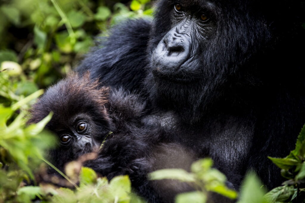 Gorillas in the Volcanoes National Park
