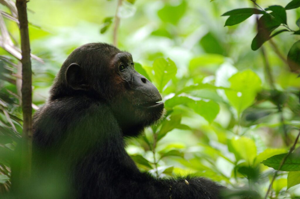 Chimpanzee Ttekking in Nyungwe Forest