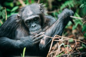 Chimpanzee Excursion at Greystoke Mahale