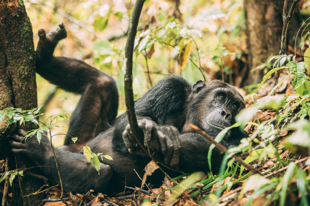 Chimpanzee Excursion at Greystoke Mahale