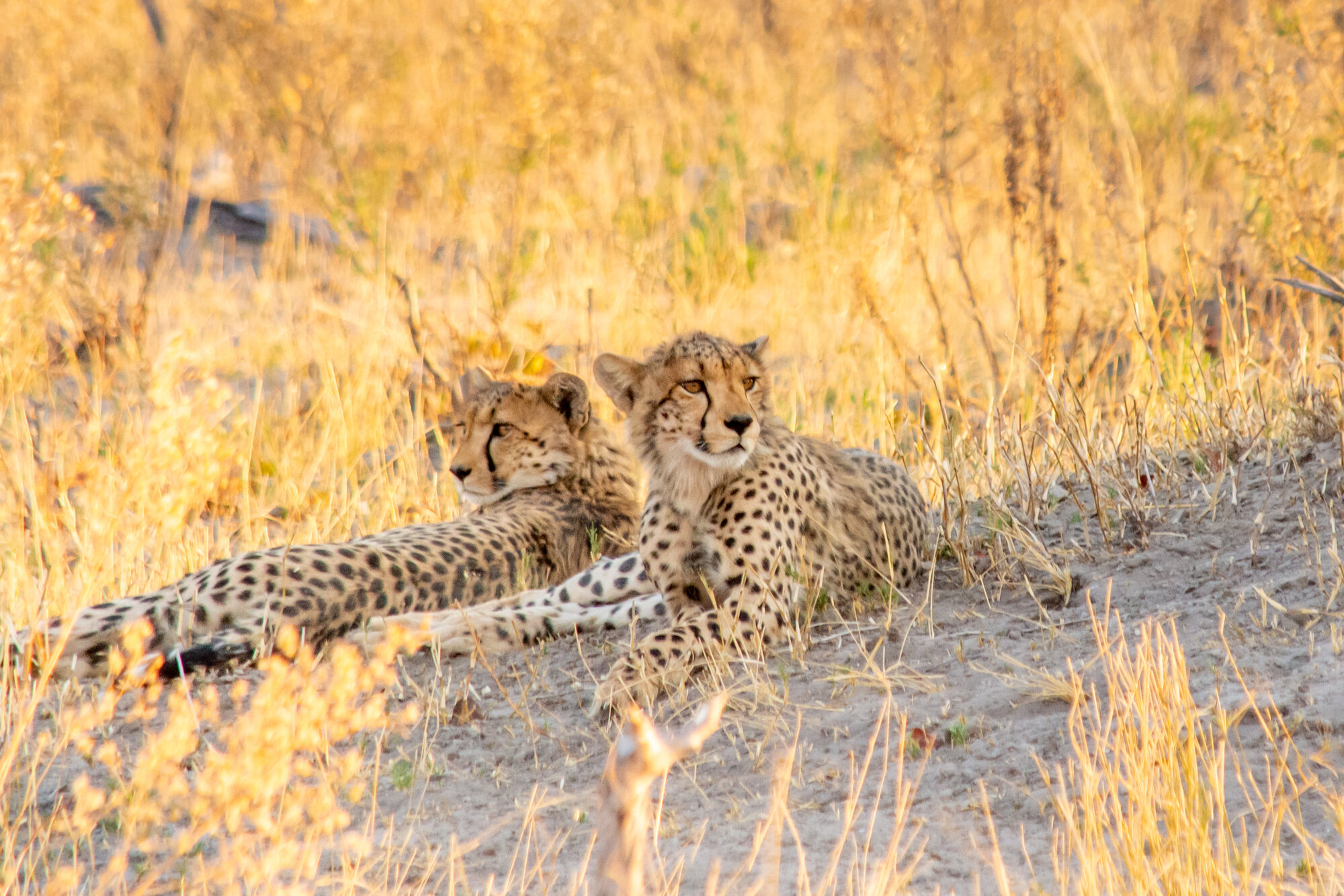 Cheetah sighted at Mma Dinare