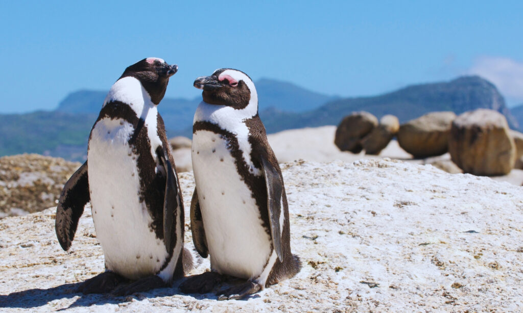 Penguins at Boulders Beach
