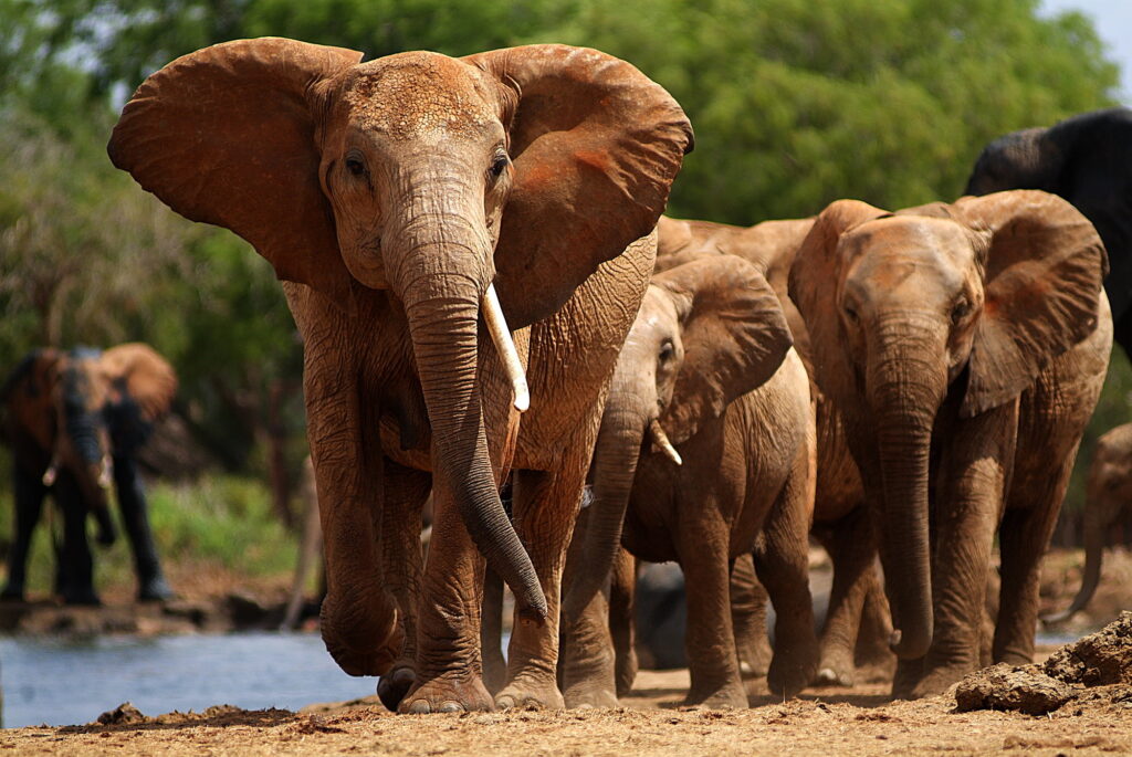 Elephants in Tsavo East National Park, Kenya