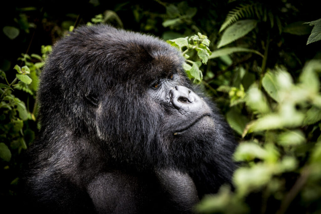 Gorillas in Volcanoes National Park